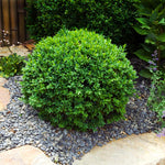English Boxwoods have a bluntly pointed small leaf creating a dense evergreen shrub.