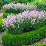 Shown here with lavender, English Boxwood creates a bright green contrast.