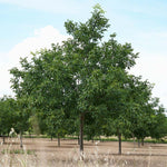 Carpathian English Walnut Tree