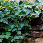 English Ivy is a fast growing groundcover for shade or sun.