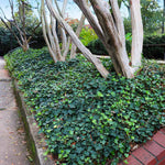 English Ivy grows quickly under the shade of these crape myrtles.