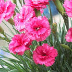 Scent First® Eternity Dianthus