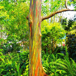 Rainbow Eucalyptus is one of the fastest growing trees.