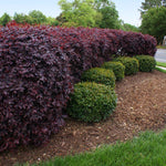 Loropetalum is easily pruned into striking hedges.