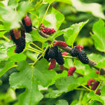 Everbearing Mulberry Tree