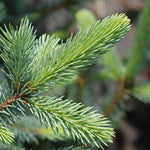It's the wax on the spruce's needles that create its color, this color may vary seasonally if the wax is worn away from weather elements like snow, hot sun or other exposure.