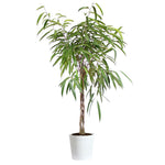 Ficus Alii Braid Plant
