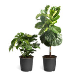 Monstera Deliciosa and Fiddle Leaf Fig Combo