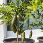 Australian Finger Lime Tree