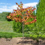 Flame Thrower® Redbud Tree