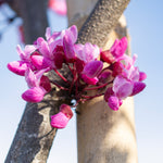 Flame Thrower Redbud blooms every spring with the traditional pink redubud flowers.