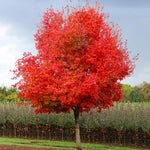 This sugar maple cultivar has amazing red fall color.