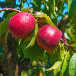 The popular Flavortop Nectarine is large and very juicy.