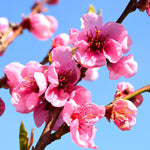 Your nectarine will be covered in spring blossoms.