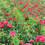 Flower Carpet Red Rose