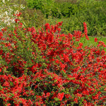 Red Flowering Quince Tree