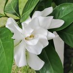Frost Proof Gardenias create a wonderful shrub filled with fragrant blooms.
