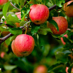 Fuji apple trees need warm sun to ripen properly so they excel in warmer zones.