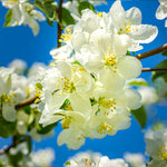 Each spring your apple tree will bloom white flowers with a touch of pink.