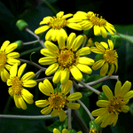 Sizable Green Foliage Meets Yellow Blooms