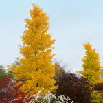 Goldspire Gingko Trees have a columnar growth habit.
