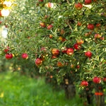 Gala apples are very crisp, medium-sized, with a thin, red-striped skin.
