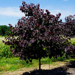 Garden Gems™ Amethyst Redbud Tree
