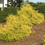 Gold Mop Cypress Tree
