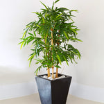 Golden Bamboo is best when planted in containers to show off it's golden canes.