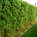 Golden Bamboo is a running bamboo that makes an excellent hedge but should be contained especially in warmer zones.