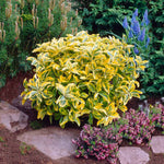Golden Euonymous is a popular evergreen shrub.