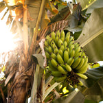Grand Naine Banana Tree
