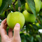 The Granny Smith Apple is a top rated apple for health benefits and long storage.
