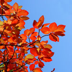 Fantastic bright red/orange fall color.