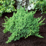 Green Mound Juniper is easily pruned into small shrubs or bonsai.