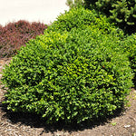 Green Velvet Boxwood has been bred for cold hardiness and color by crossing the 2 main species of boxwoods.