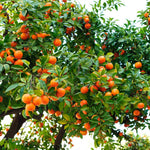 Hamlin Sweet Orange Tree