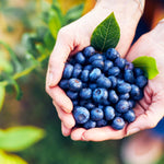 Free Blueberry Bush