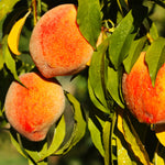 Harvester peach trees produce heavy crops of medium sized peaches.