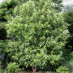 Hass Avocado will tolerate outdoor temperatures down to 20 degrees when mature.