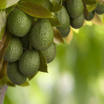 Hass Avocados have bumpy green skin that darkens and ripens once picked.