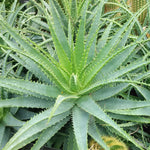 Hedgehog Aloe Plant