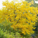 Honey Locust have golden yellow fall color.