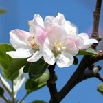 White flowers appear in spring on apple trees, blooms have just a hint of pink.