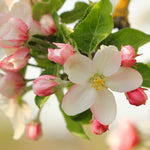 White flowers appear in spring on apple trees, blooms have just a hint of pink.
