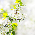  Each spring your apple tree will flower with white flowers with a touch of pink.