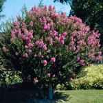 Hopi Crape Myrtle is a petite tree reaching heights of just 5-10 feet.