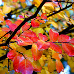 Fall leaf color of the Hopi is orange to red in color.