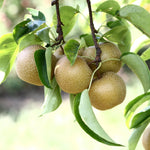 Hosui Asian Pears have the best flavor of any Asian pear.