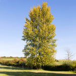 This Hybrid Poplar tree has yellow fall color.